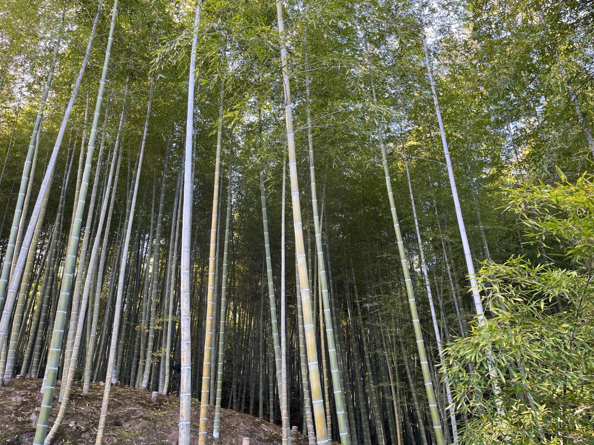 嵐山 天龍の宿 駐車無料 一棟貸切 最大5人 Dragon Legend Arashiyama Central Private Rare Modern Villa Free Parking Max 5Ppl 博扬萨戈 外观 照片